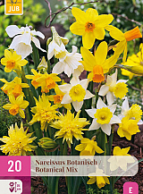 X 20 NARCISSUS BOTANISCH MIX