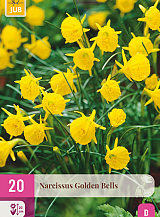 X 20 NARCISSUS GOLDEN BELLS