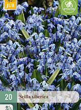X 20 SCILLA SIBERICA