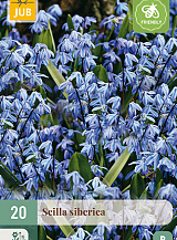 X 20 SCILLA SIBERICA