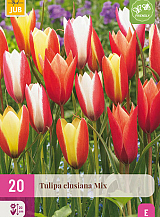 X 20 TULIPA CLUSIANA MIX