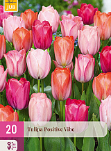 X 20 TULIPA POSITIVE VIBE