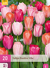 X 20 TULIPA POSITIVE VIBE