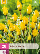 X 20 TULIPA SYLVESTRIS