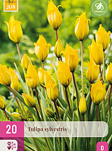 X 20 TULIPA SYLVESTRIS