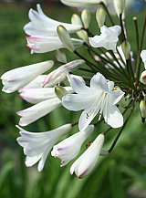 X 25 AGAPANTHUS AFRICANUS ALBUS
