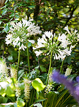 X 25 AGAPANTHUS AFRICANUS ALBUS