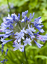X 25 AGAPANTHUS BLUE GIANT