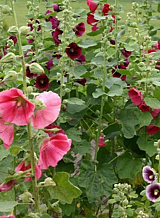 X 25 ALCEA ROSEA MIX