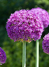 X   25 ALLIUM AMBASSADOR