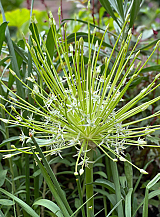 X   25 ALLIUM SCHUBERTII ARCTIC SNOW