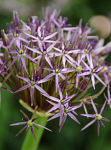 X   25 ALLIUM CHRISTOPHII