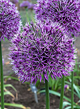X   25 ALLIUM EARLY EMPEROR
