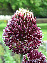 X   25 ALLIUM FORELOCK