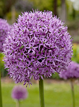 X   25 ALLIUM GLADIATOR