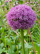 X   25 ALLIUM GLOBEMASTER