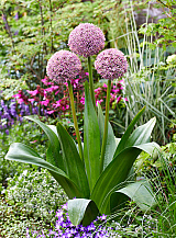 X   25 ALLIUM LUCKY BALLOONS