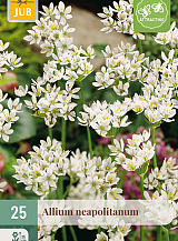 X 25 ALLIUM NEAPOLITANUM
