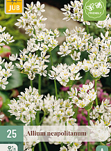 X 25 ALLIUM NEAPOLITANUM