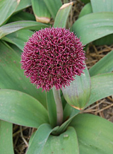 X   25 ALLIUM OSTARA
