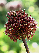 X   25 ALLIUM RED MOHICAN