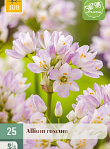 X 25 ALLIUM ROSEUM