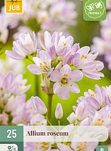 X 25 ALLIUM ROSEUM
