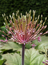 X   25 ALLIUM SCHUBERTII