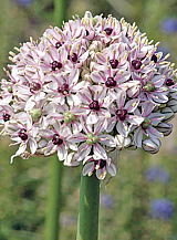 X   25 ALLIUM SILVER SPRING