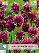 X 25 ALLIUM SPHAEROCEPHALON