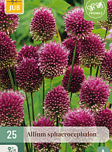X 25 ALLIUM SPHAEROCEPHALON
