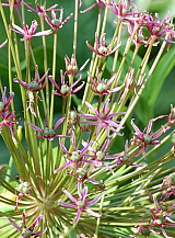 X   25 ALLIUM SPIDER