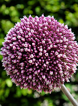 X   25 ALLIUM SUMMER DRUMMER