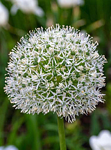 X   25 ALLIUM WHITE GIANT