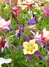 X 25 AQUILEGIA MIX