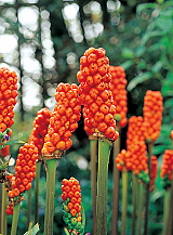 X   25 ARUM ITALICUM