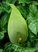 X   25 ARUM MACULATUM