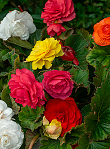 X 25 BEGONIA GRANDIFLORA MIX