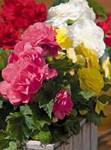X 25 BEGONIA GRANDIFLORA MIX