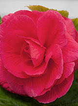 X 25 BEGONIA GRANDIFLORA PINK
