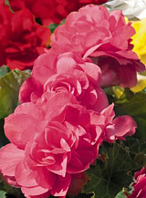 X 25 BEGONIA GRANDIFLORA PINK