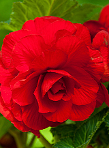 X 25 BEGONIA GRANDIFLORA RED
