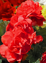 X 25 BEGONIA GRANDIFLORA RED