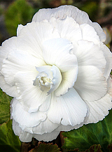 X 25 BEGONIA GRANDIFLORA WHITE