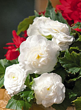 X 25 BEGONIA GRANDIFLORA WHITE