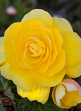 X 25 BEGONIA GRANDIFLORA YELLOW