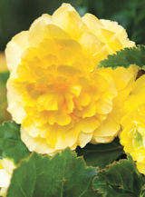 X 25 BEGONIA GRANDIFLORA YELLOW