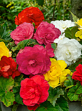 X 25 BEGONIA NON STOP MIX