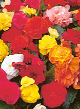 X 25 BEGONIA NON STOP MIX