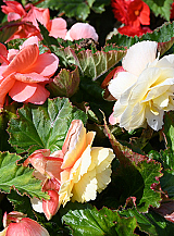 X 25 BEGONIA PASTEL WAVE MIX